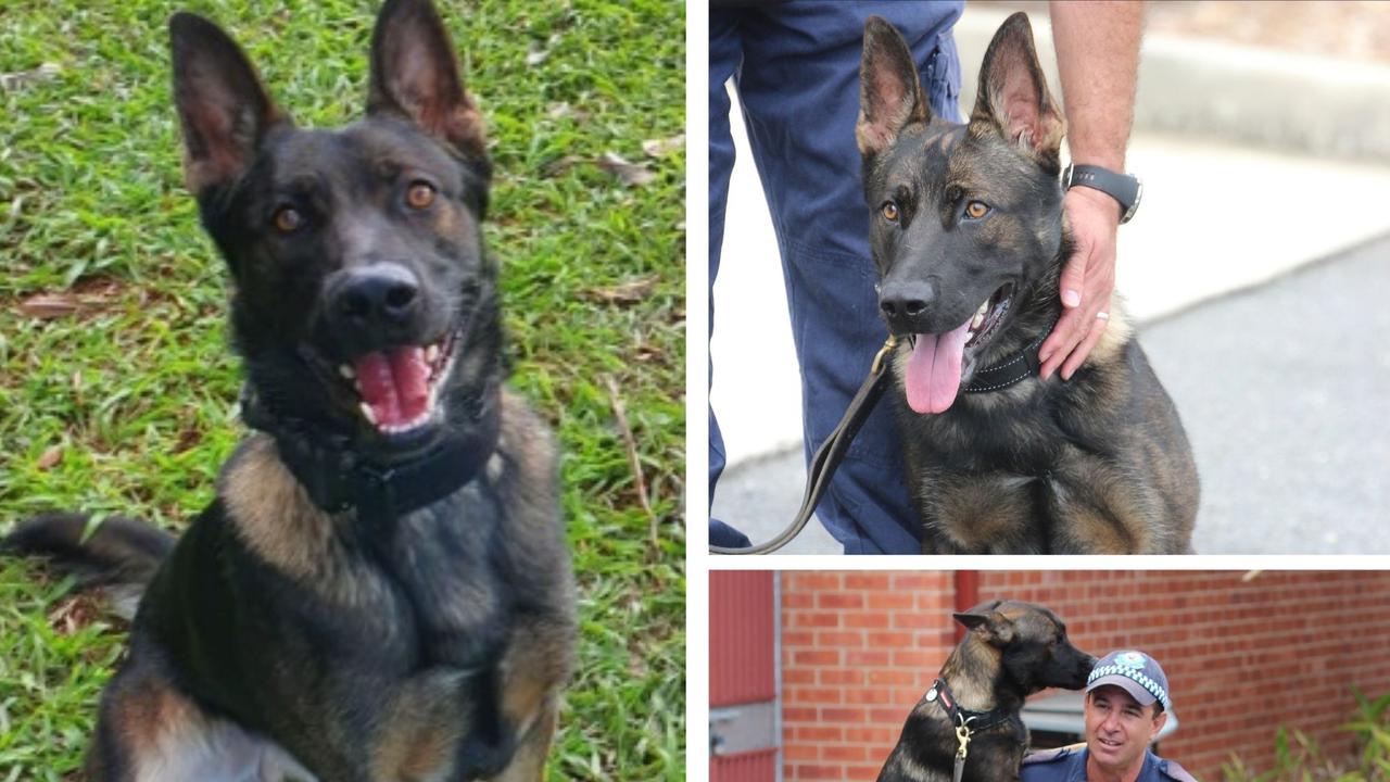 Northern Rivers Police Dog Yogi.