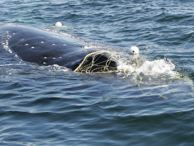 Research and Rescue foundation rescuers from the Dept of fisheries successfully free a juvenile humpack whale from shark nets off Currumbin beach on the Gold Coast using the snodding technique