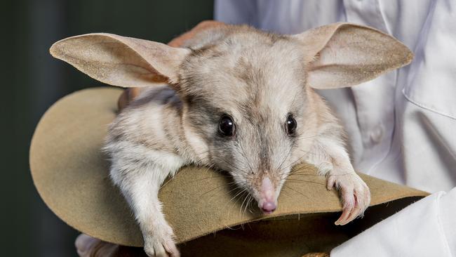 Sophie the Bilby. Picture: Jerad Williams