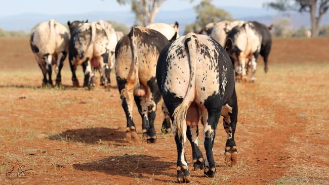 Prior to 2011 there were no Speckle Park breed registrations in Australia; there are now 2874 primary recordings.