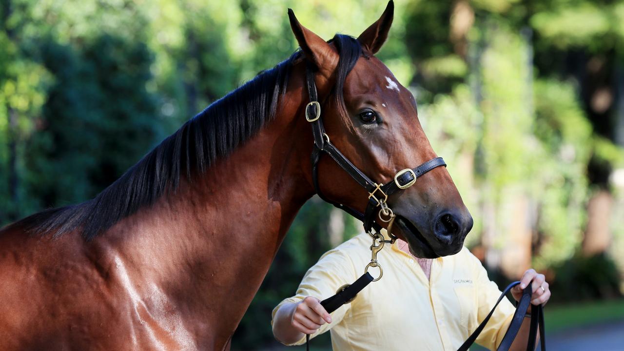 Easter yearling sales begin at the Newmarket stables in Randwick. Lot 135, a Bay Colt and the half brother of Winx was sold for $2.3 million to trainer Gai Waterhouse. Segenhoe yearling manager Tom Hughes pictured with the colt. Picture: Toby Zerna