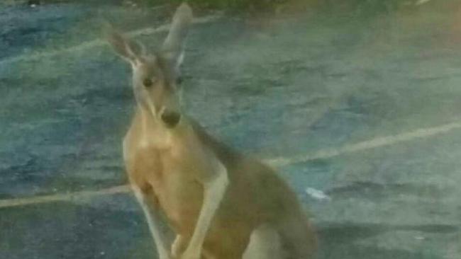 Buster the Kangaroo Staten Island. Picture: Facebook