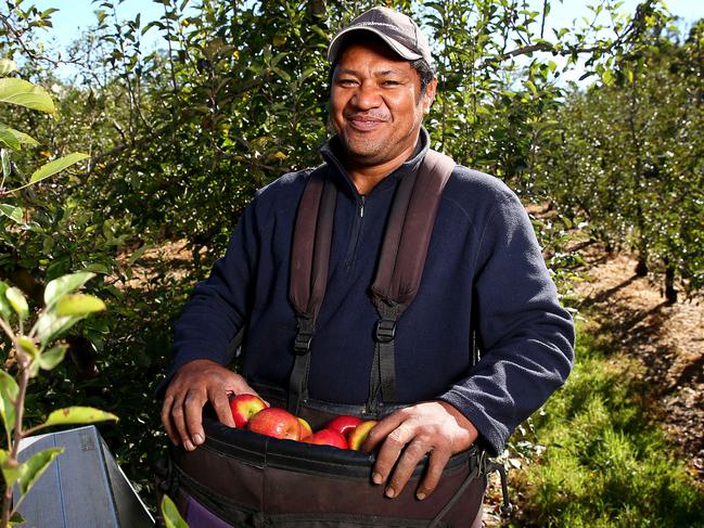 Saulo Ropati from Samoa is a Pacific islander who is employed on the seasonal worker program as a fruit picker in Stanthorpe. Pics Adam Head