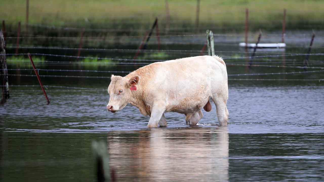 A cow seeks high dry ground after it was swamped by flood water from torrential rain. NCA NewsWire / Scott Powick