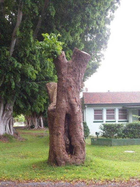 A photograph posted by Clarence Valley Council on its Facebook page of the remains of the scar tree on the corner of Breimba and Dovedale Sts, Grafton, before it was completely destroyed by council. It forms part of the public notice admitting guilt as per orders handed down by the Land &amp; Environment Court on December 21.