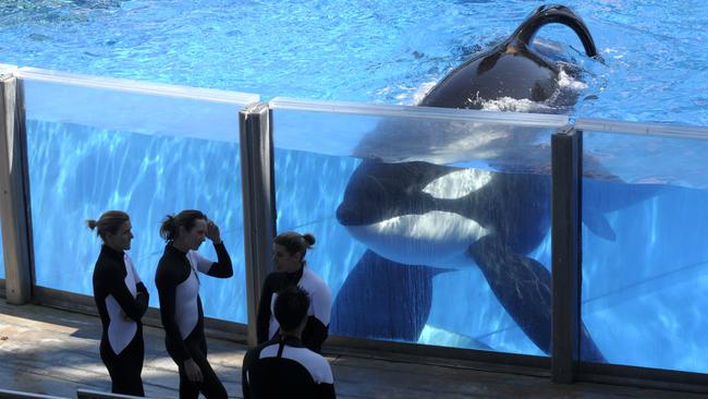 Killer whale Tilikum at SeaWorld in Orlando was the focus of documentary Blackfish, which shed light on his sad plight in captivity. (AP Photo/Phelan M. Ebenhack)