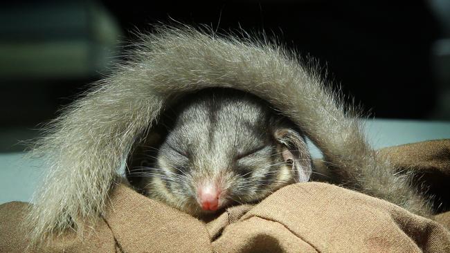 Among those at risk are Victoria’s critically endangered leadbeater’s possum.