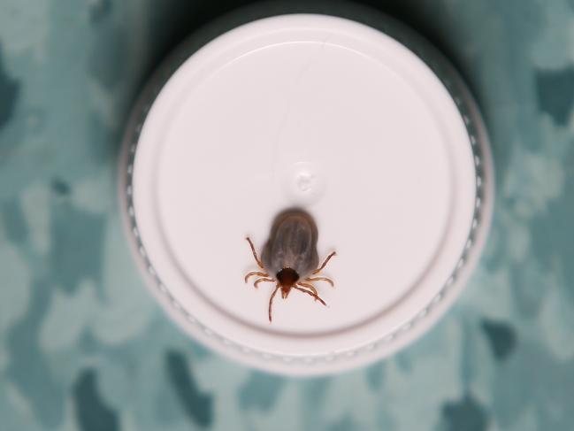 The southern Cairns region has seen a spike in paralysis ticks attatching themselves to cats and dogs, making them ill. A large paralysis tick on a bottle cap. PICTURE: BRENDAN RADKE