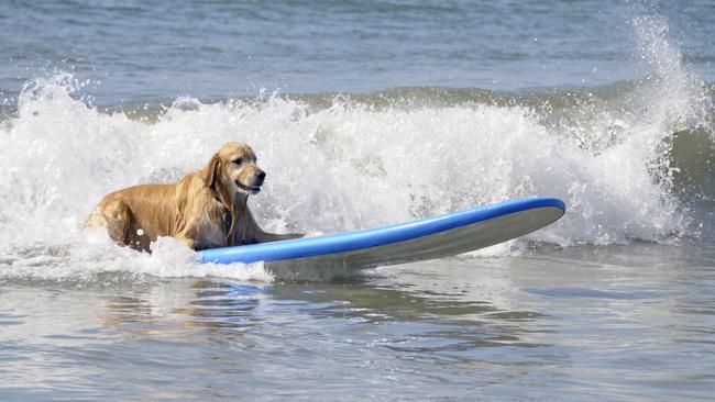 Surf science isn’t for everyone — dogs, however, tend to be excellent students.