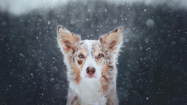 Snow Storm by Veronika Šandorová from Slovakia.