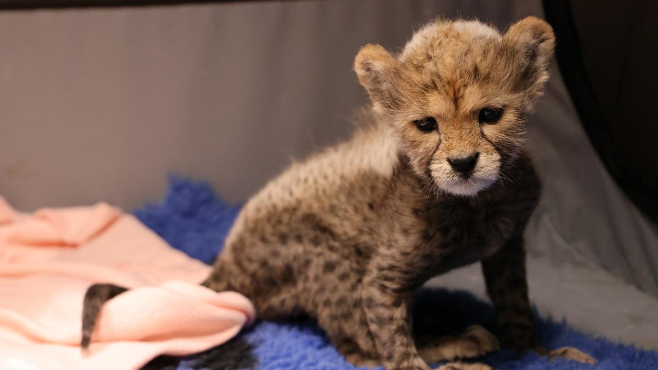 Meet a miracle cheetah cub cutie