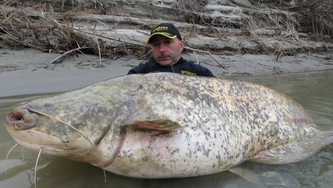 Loch Ness monster is just a (very) big catfish claims ‘expert’ | The ...