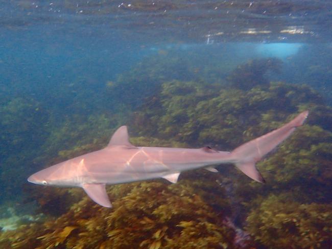 A school of sharks was at Cabbage Tree Bay on the weekend. Picture: Elaine de Jager