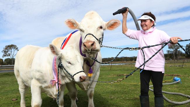 Cattle will be re-appearing at the Gold Coast Show for the time in a few years. Judy Turner pampering Nitrogen and her Mother Hydrogen,two of the Gold Cast's best known Charolais cows at Cararra, in preparation for the event. Picture Glenn Hampson