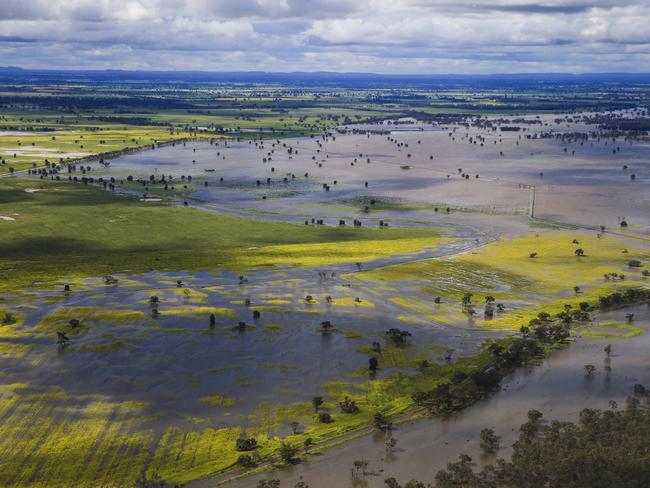 Canola fields near Brad Shephard's property at Lake Cowal, 70km west of Forbes, where 80% of his crops are flooded and lost. Picture: Dylan Robinson