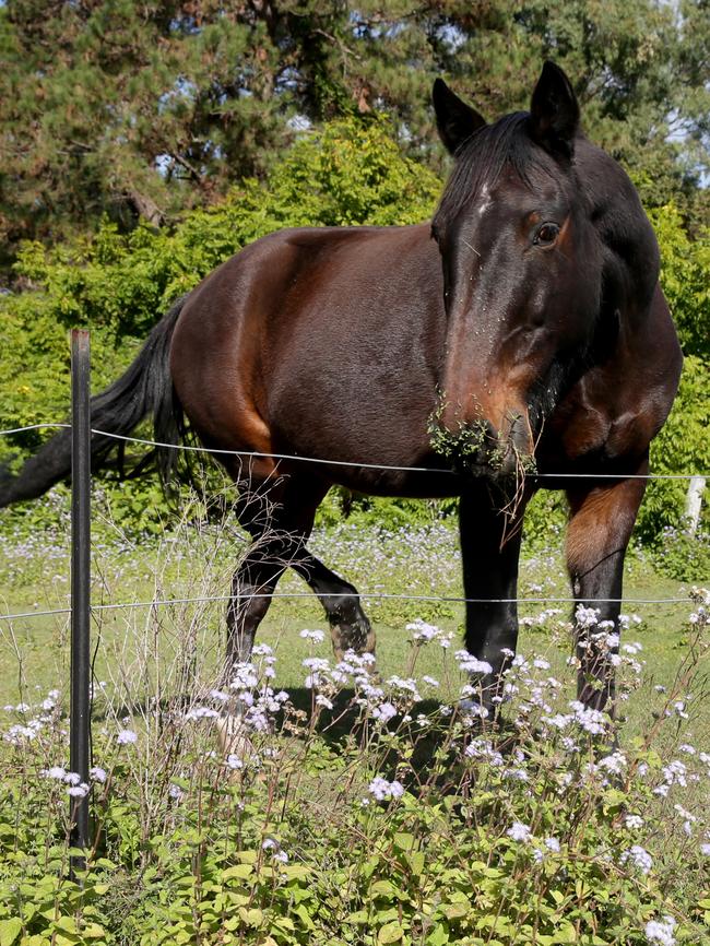 The Redcliffe Produce ‘resident’ has been rehomed. Picture: Chris Higgins