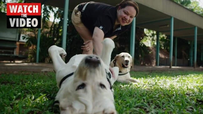 Therapy dogs lend a helping ear to children in Darwin