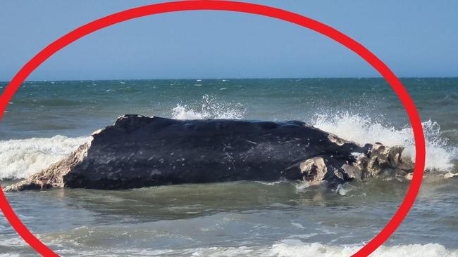 Whale beached off Bribie Island. Picture: DESI