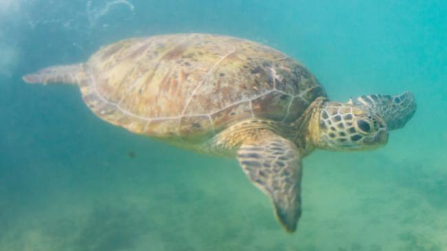Dr Carol Palmer has also carried out research on sea turtles for the last five years.