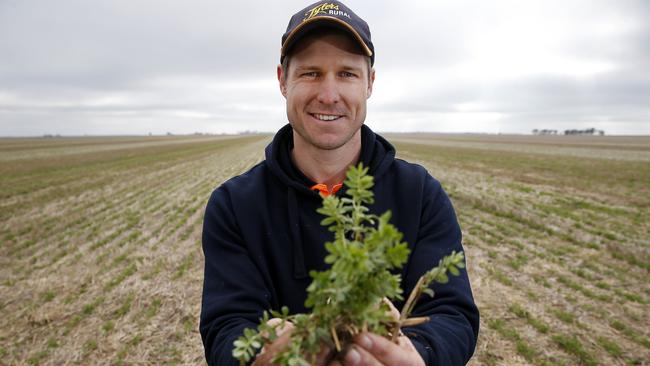 Leg up: Ben Cordes says legumes, such as this lentil crop, have come into their own in the Wimmera.