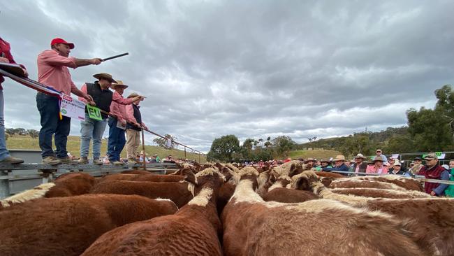 Livestock agents and auctioneers take the bids during the mountain calf sales. Picture: Fiona Myers