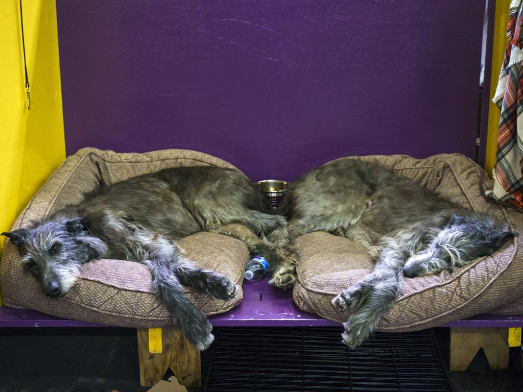 Two Irish Wolfhounds sleep in the grooming area at the 142nd Westminster Kennel Club Dog Show at The Piers on February 12, 2018 in New York City. The show is scheduled to see 2,882 dogs from all 50 states take part in this year’s competition. Picture: Getty Images