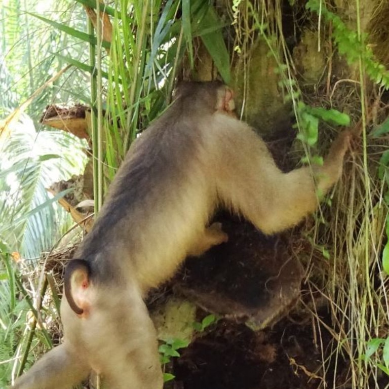 Scientists stunned by Malaysian Macaque monkeys eating rats | news.com ...