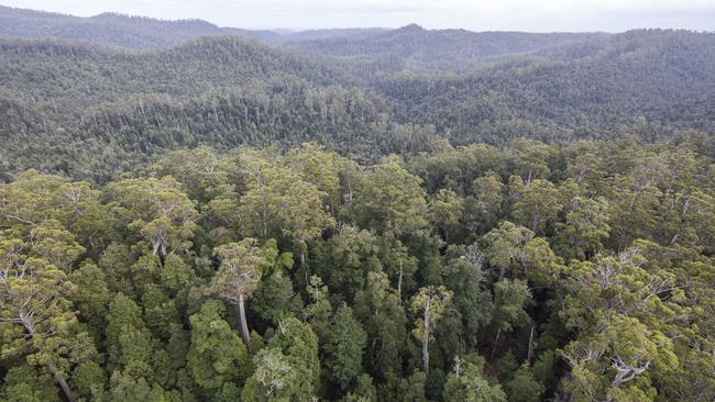 Tarkine. Picture: Rob Blakers/Bob Brown Foundation