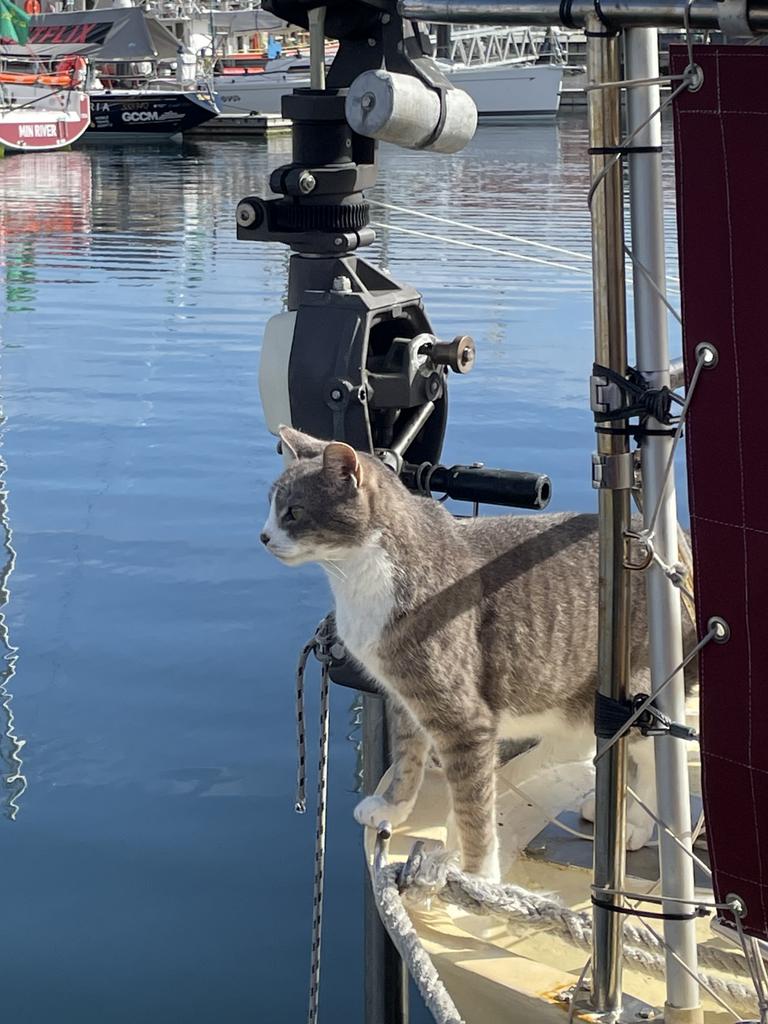 Ten-year-old cat Oli reaches the finish line of the Sydney to Hobart with the crew of Sylph VI. Picture: Genevieve Holding