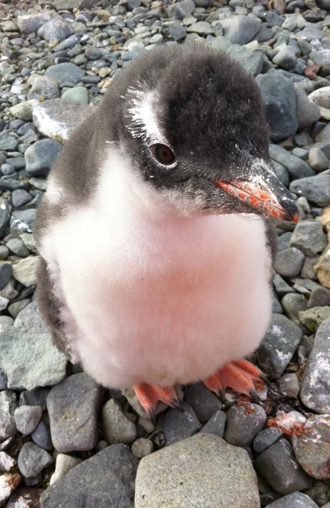 Gorgeous ... the baby penguin that got attached to Joel. Picture: Picture Media from Caters News