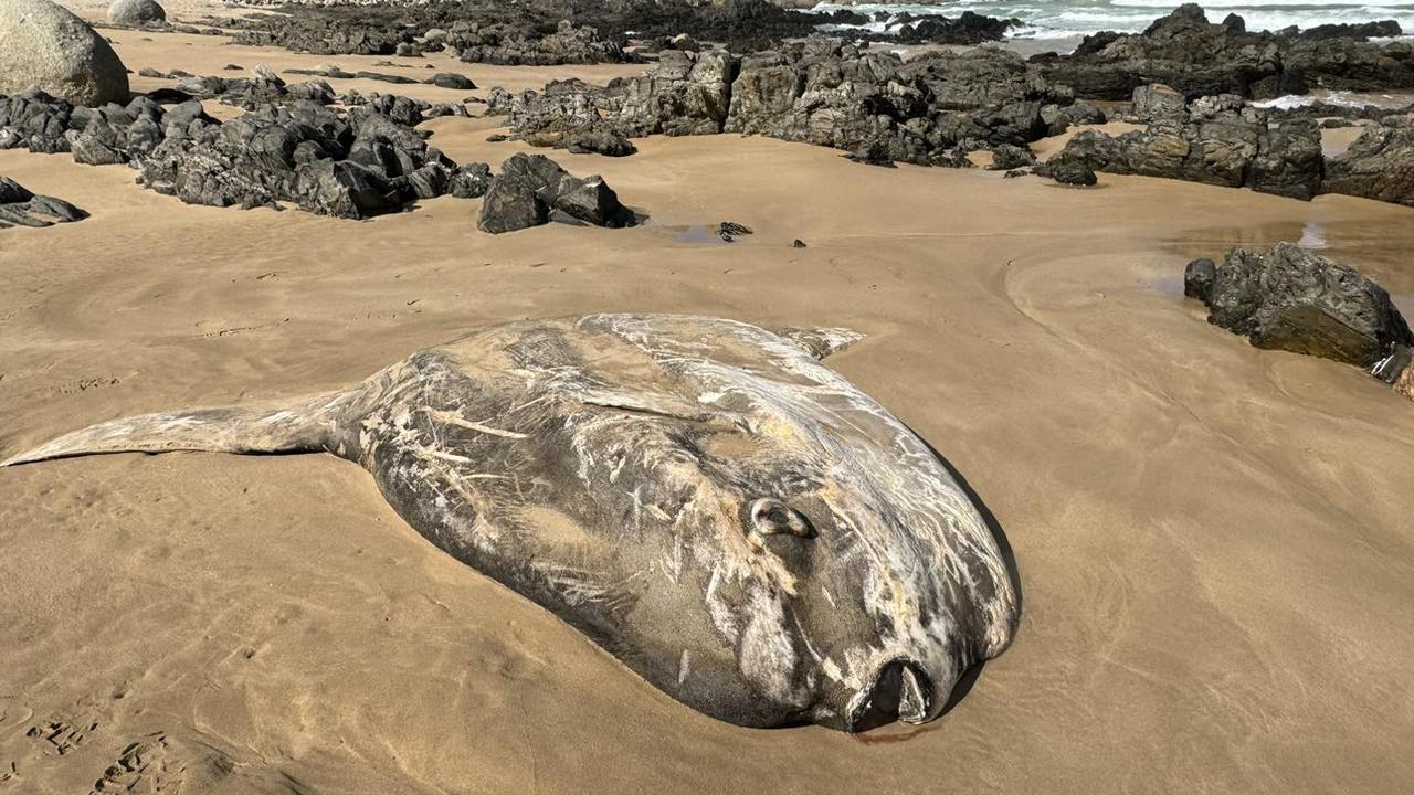 The carcass of a giant sunfish has been spotted on a South Australian beach. Picture: Facebook Fishing SA Magazine