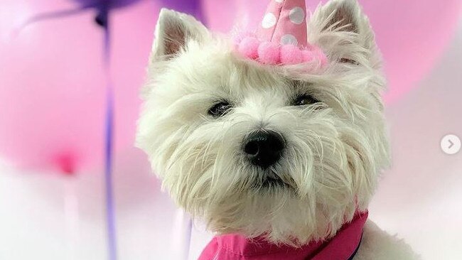 Emma the West Highland Terrier is a successful Melbourne ‘doggie Influencer’, with 82,000 followers. Picture: Instagram