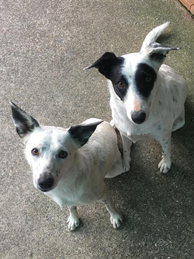 MAIZI & CINDI: Sisters stick together. Adopted from an animal shelter, these two cuties don’t leave each other’s side.