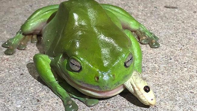 A green tree frog eating a coastal taipan at Stuart. Photo: Jamie Chapel