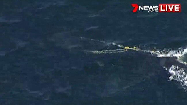 Whale caught in fishing nets on Sydney's northern beaches (7 News)