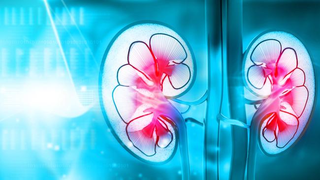 Kidneys keep our blood pressure under control, help balance water, clean blood and activate vitamin D. Picture: iStock