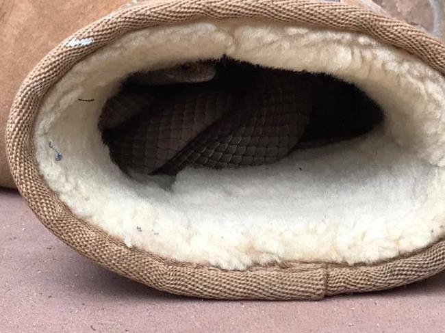 FACEBOOK: Images from Snake Catchers Adelaide Page of a snake found in an UGG boot. 'It's chilly enough for ugg boots today' thinks this eastern brown snake....A resident from Moana walked outside and saw the tail of something brown go into her ugg boot, looks snuggly in there doesn't he...