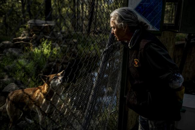 Veronica Szery, Park Manager at Potoroo Palace - Native Animal Educational Sanctuary in Yellow Pinch, NSW, with Djingo, an Alpine dingo, that has been with the sanctuary since he was a puppy. Picture by Sean Davey.