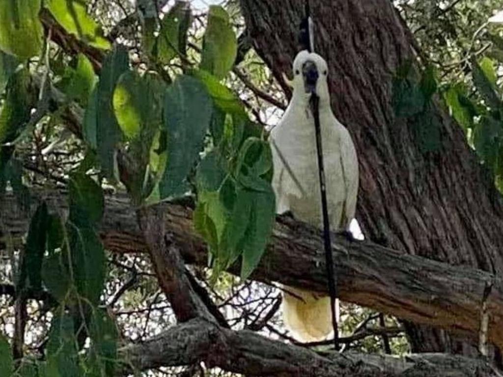 The wallaby attack comes after a cockatoo was photographed with an arrow through its head. Picture: Facebook