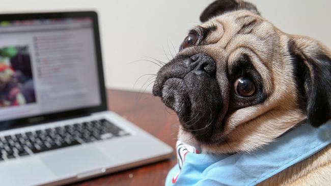Casey Council introduces online pet registration service through ...
