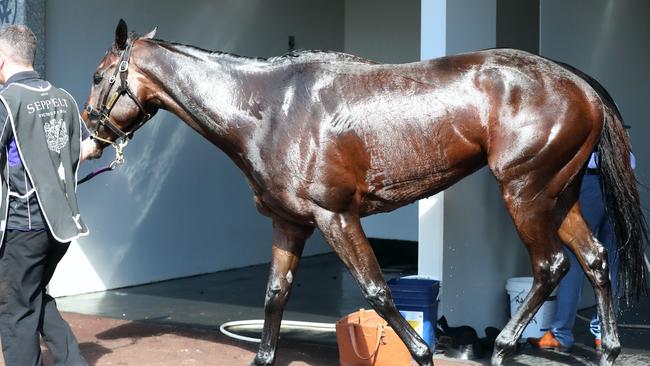 Turnbull Stakes Day at Flemington Racecourse. Winx ridden by jockey Hugh Bowman, wins race 5 the Seppelt Turnbull stakes. Winx gets a wash after the race. Picture: Alex Coppel.