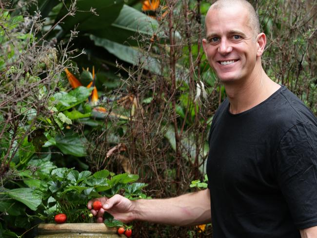 Chef Ed Halmagyi picks strawberries to eat at home.