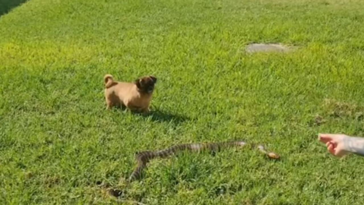 Life-saving snake avoidance Training. Picture: Facebook