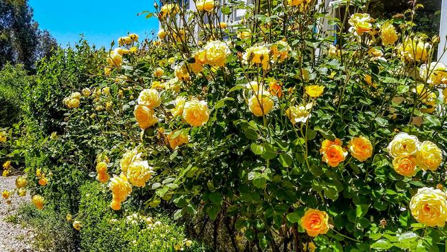 Why not stop and smell the roses for a minute?