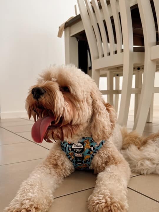 Wolfie from Ormeau. He loves everyone & wants to eat everything