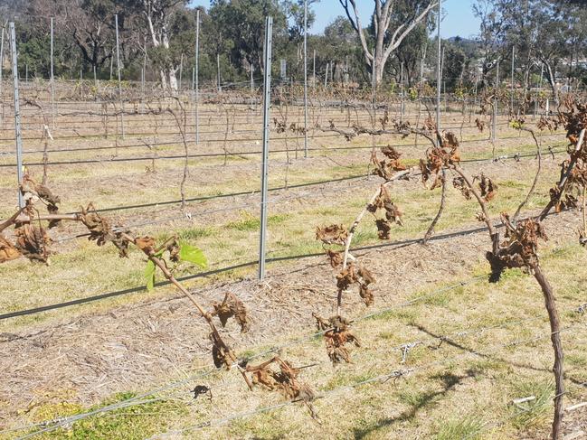 Climate change Granite Belt wine industry 2021 with Mike Hayes