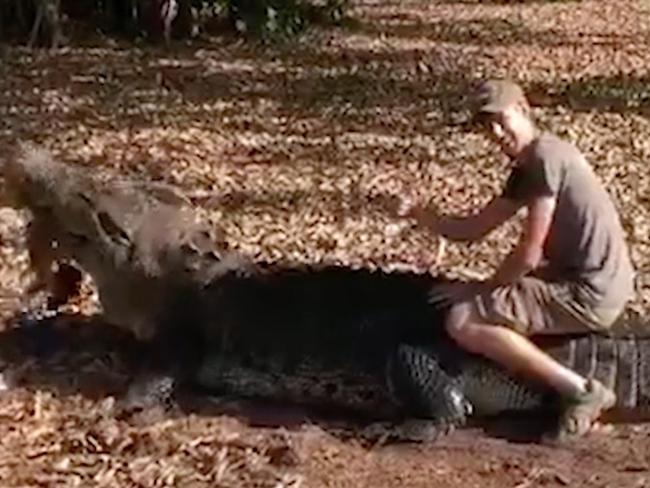 Pic by Niels Jensen/Caters News - (Pictured: Niels Jensen with crocodile.) - This shocking footage shows a man dubbed the Danish Crocodile Dundee climbing atop a monster saltwater croc in the Australian outback. Niels Jensen, 22, was working in a wildlife park in Northern Territory when he mounted the 4.7 metre apex predator after feeding it a wallaby carcass. Wildlife management student Niels, from Vinderslev, Viborg, admitted the nail-biting close-encounter was his first with a crocodile in the wild. But the footage failed to amuse Parks Wildlife Commission NT, who said he was asking for trouble getting that close with the massive man-eater. SEE CATERS COPY.