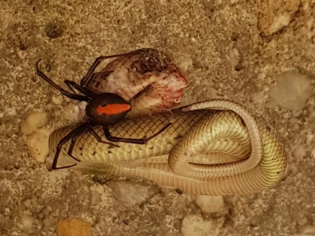 TODAY - A crop farmer has captured this incredible photo of a baby brown  snake caught and killed by a daddy long-legs spider on his farm at  Griffith, NSW. Only. In. Australia. (