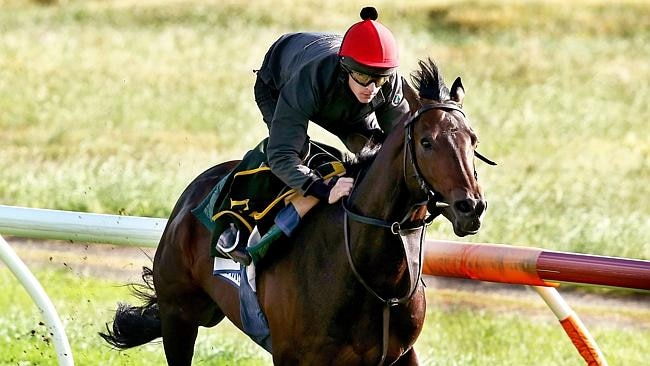 Brown Panther, ridden by Richard Kingslake in trackwork. 