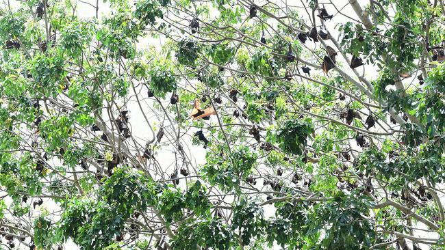 Flying foxes pictured in one of the back yards which has been infested by flying foxes in Alice River. Picture: Shae Beplate.